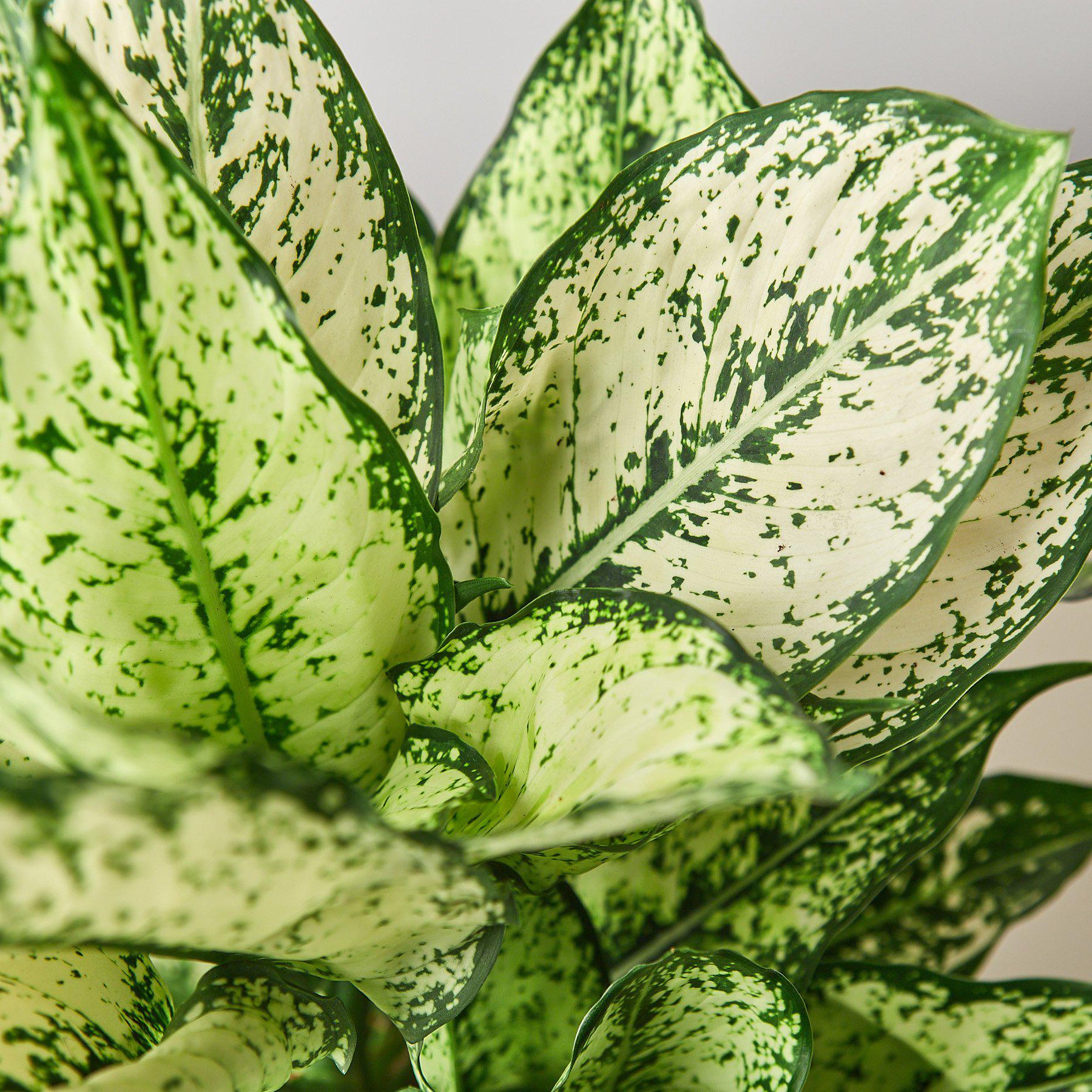 Chinese Evergreen 'First Diamond' - House Plant Shop