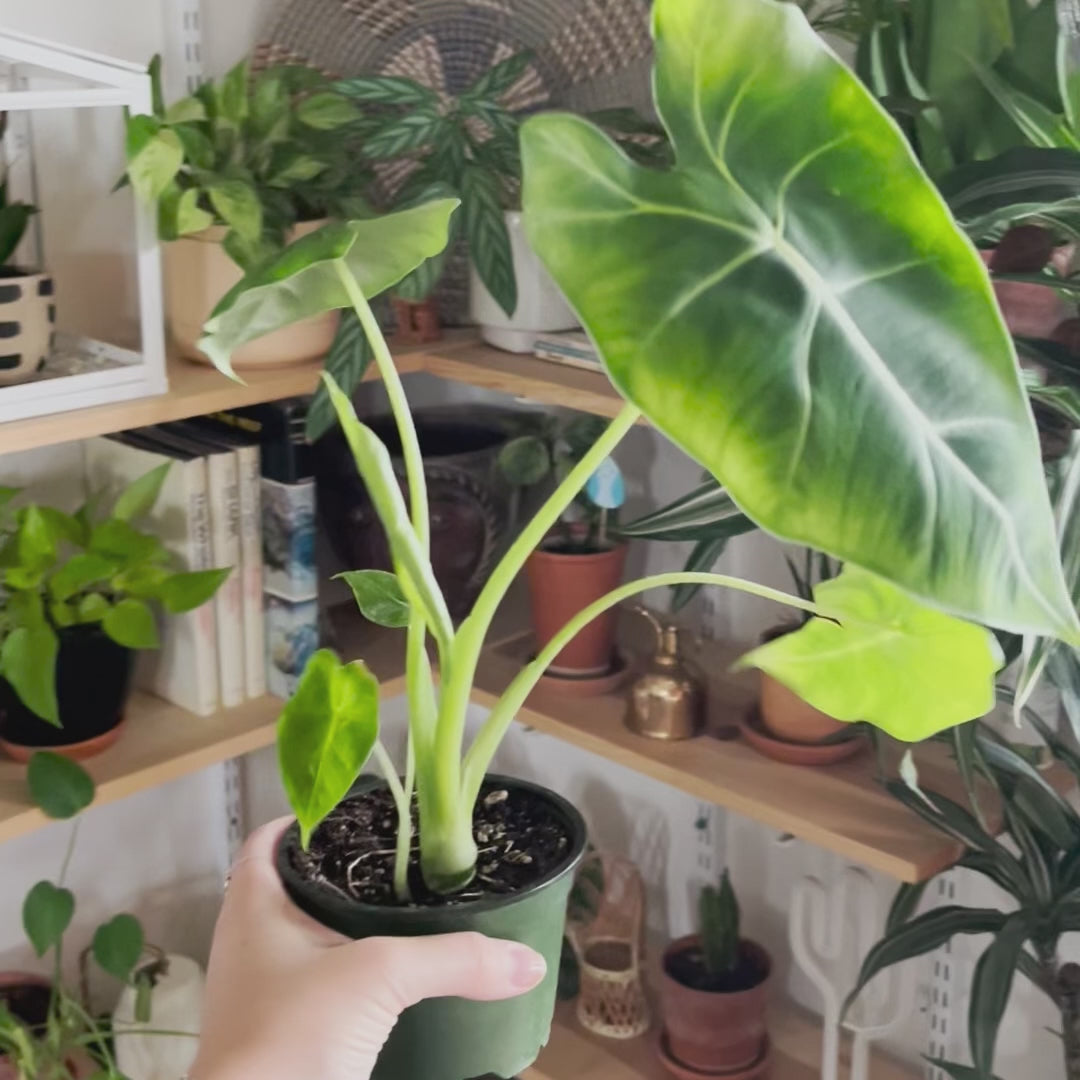 Alocasia Micholitziana 'Frydek'