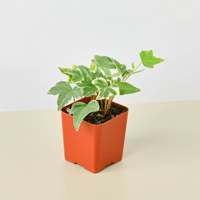 variegated ivy indoor plant English Ivy 'Glacier' | Indoor Plant | Tropical Plant | Potted Plant