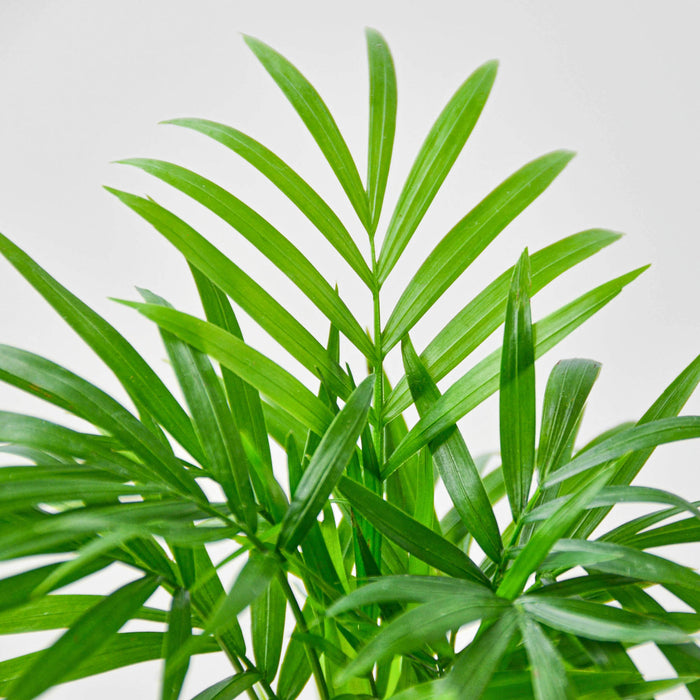 palm foliage plant Parlor Palm | Indoor Plant | Tropical Plant | Chamaedorea elegans | Potted Plant