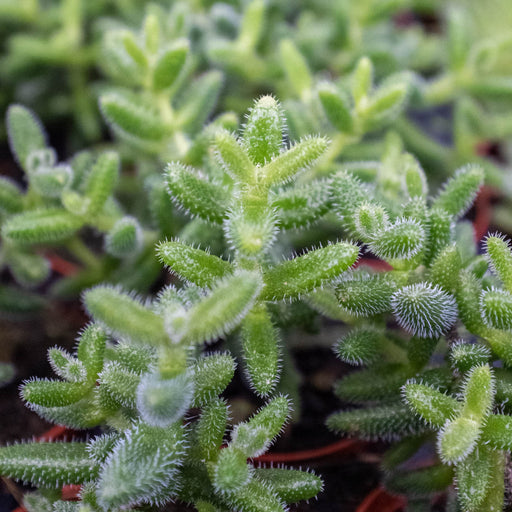 pickle plant succulent flower Delosperma echinatum 'Pickle Plant'