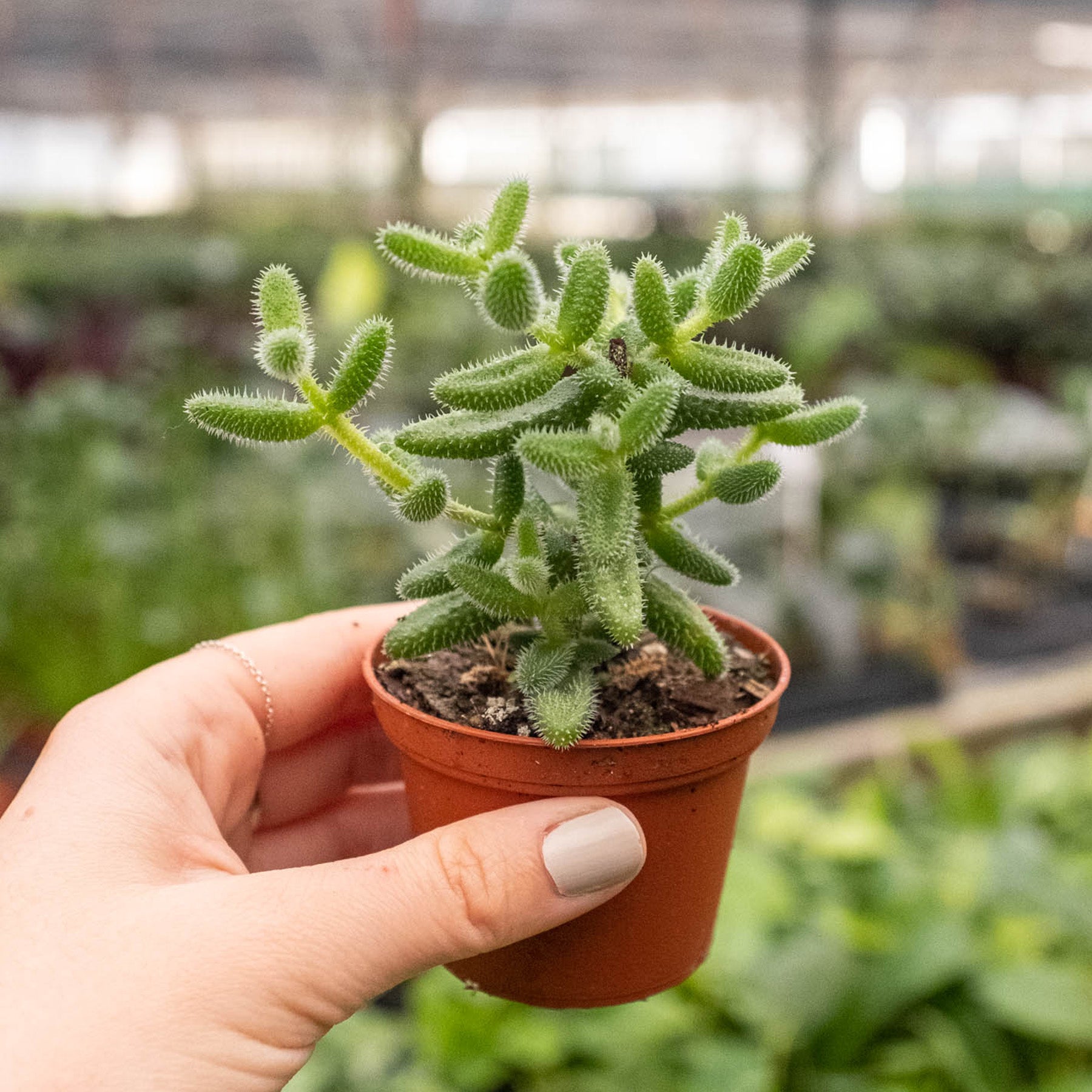 Delosperma echinatum 'Pickle Plant'