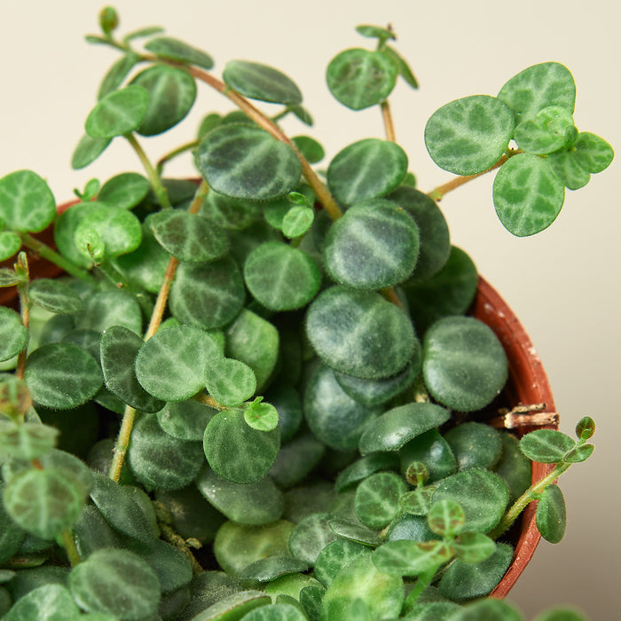 Peperomia Prostrata 'String of Turtles' | House Plant Shop