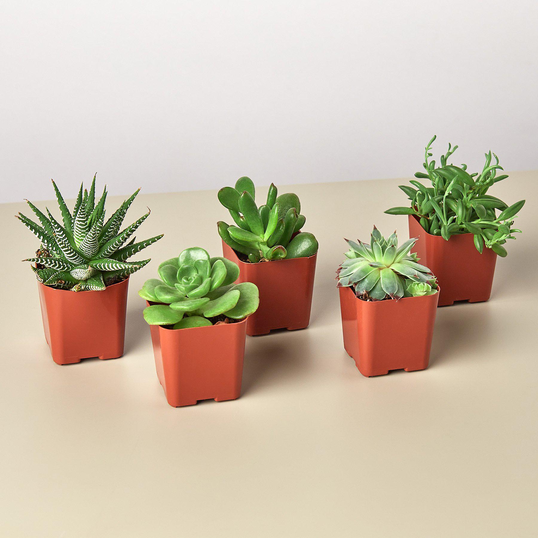 5 Succulent Variety Pack - 2.0