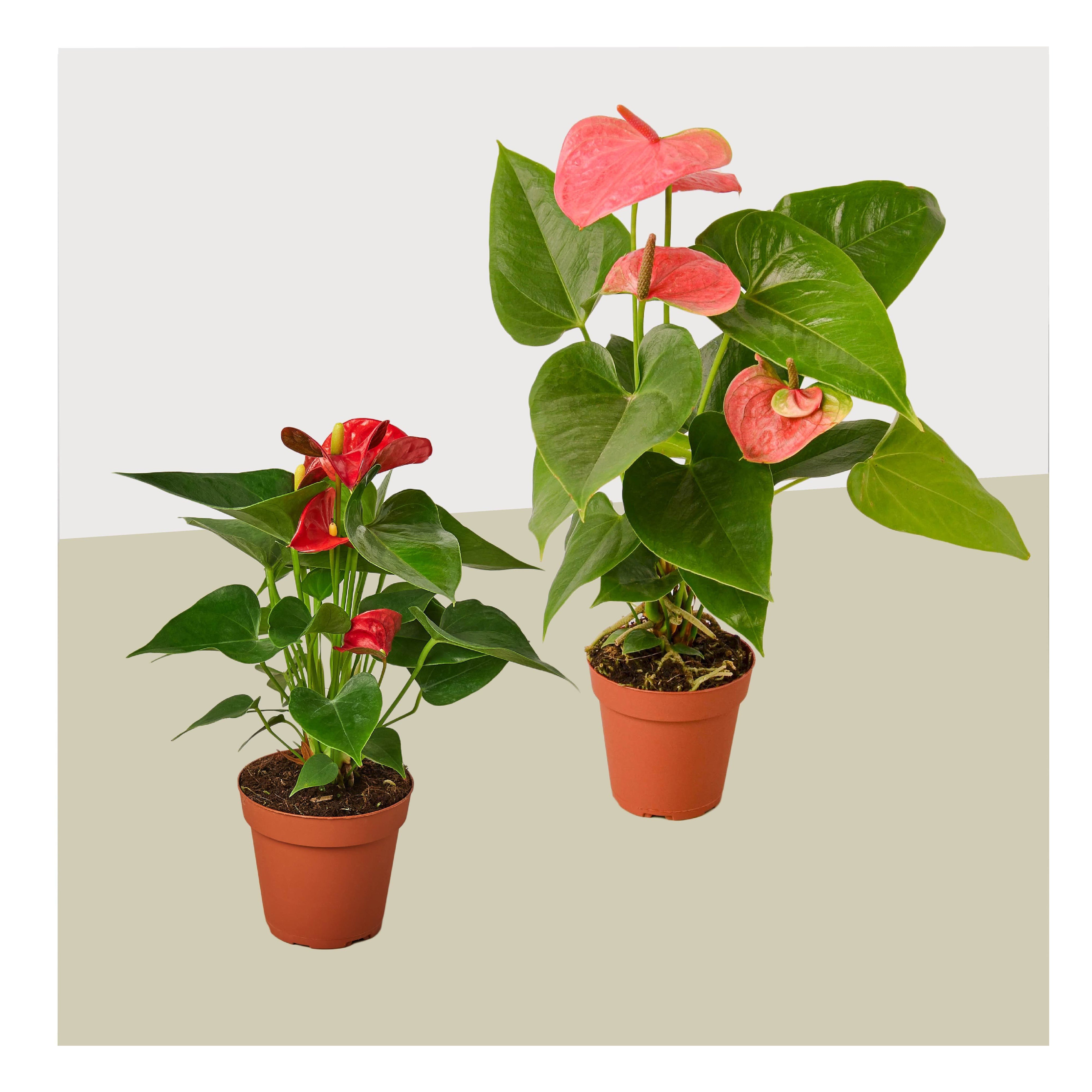 2 Anthurium Variety Pack- All Different Colors - 4