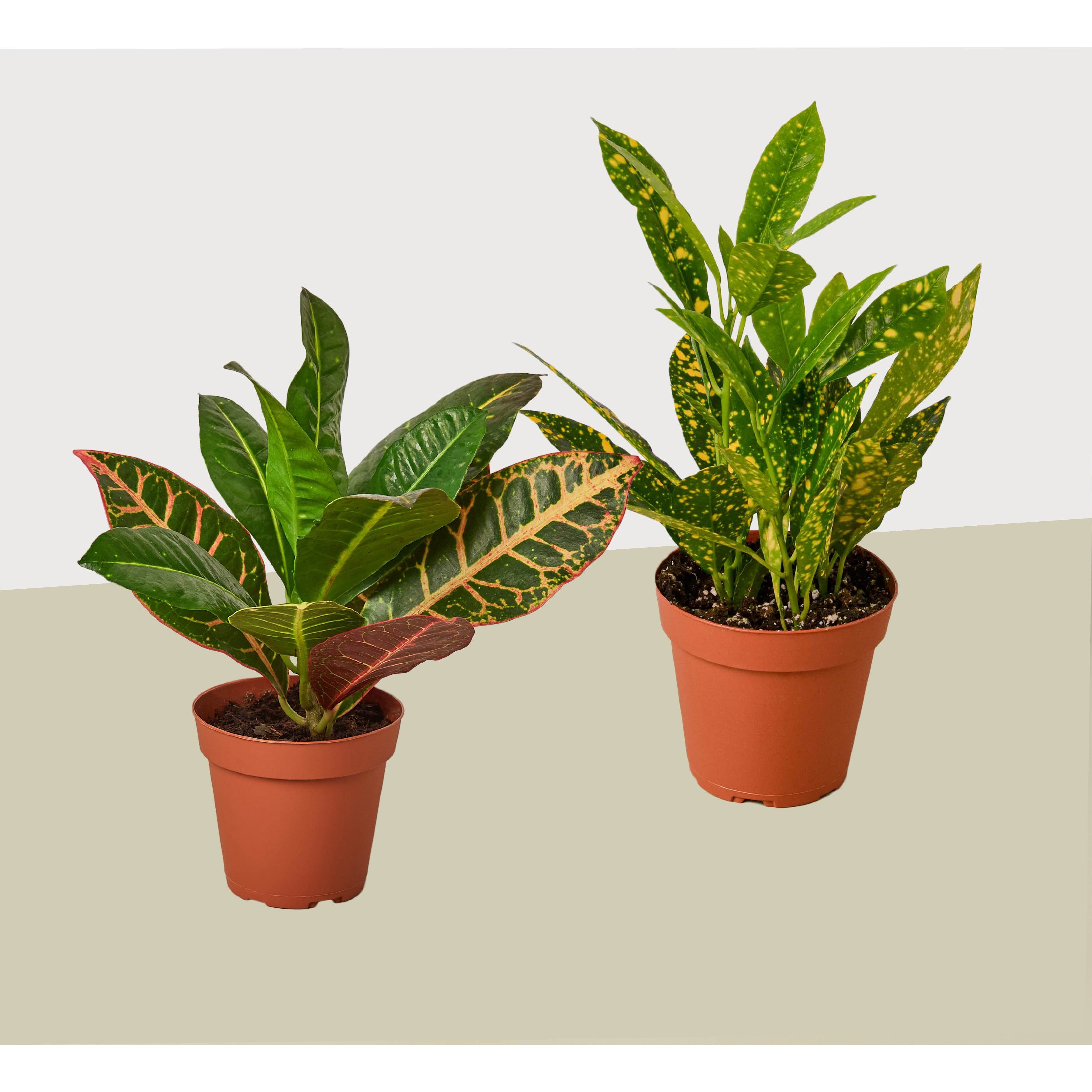 2 Croton Variety Pack / 4