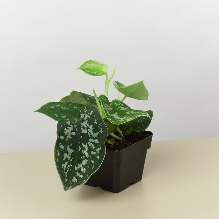 silk pothos plant Pothos 'Satin' | Indoor Plant | Tropical Plant | Potted Plant