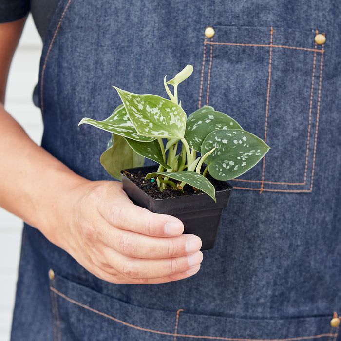 satin pothos flower Pothos 'Satin' | Indoor Plant | Tropical Plant | Potted Plant