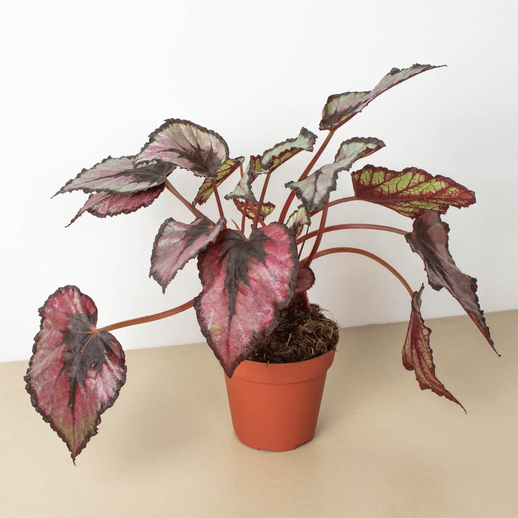 begonia rex indoor plant Begonia 'Rex' - 4" Pot
