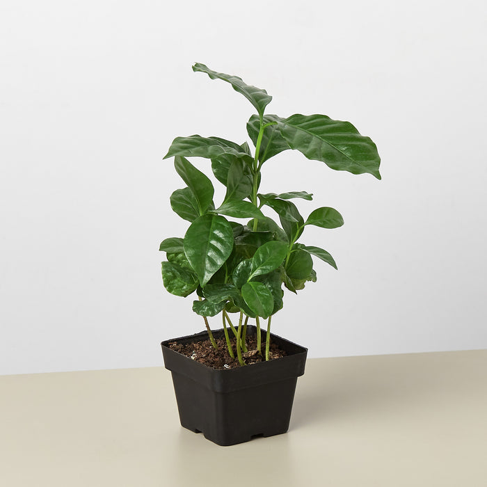coffee bean plant indoor Arabica Coffee | Indoor Plant | Tropical Plant | Potted Plant