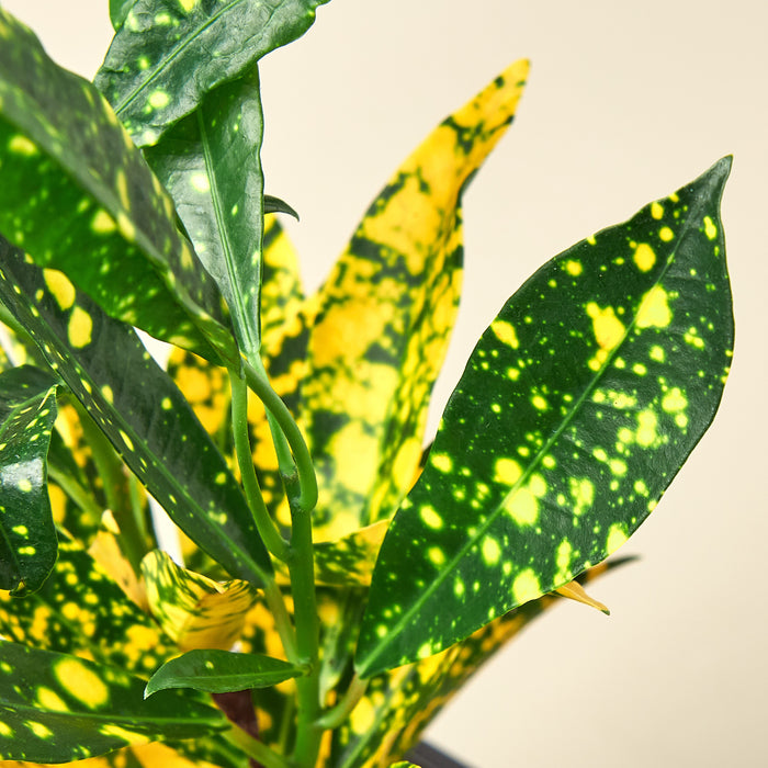 green and yellow indoor plant Croton 'Gold Dust'