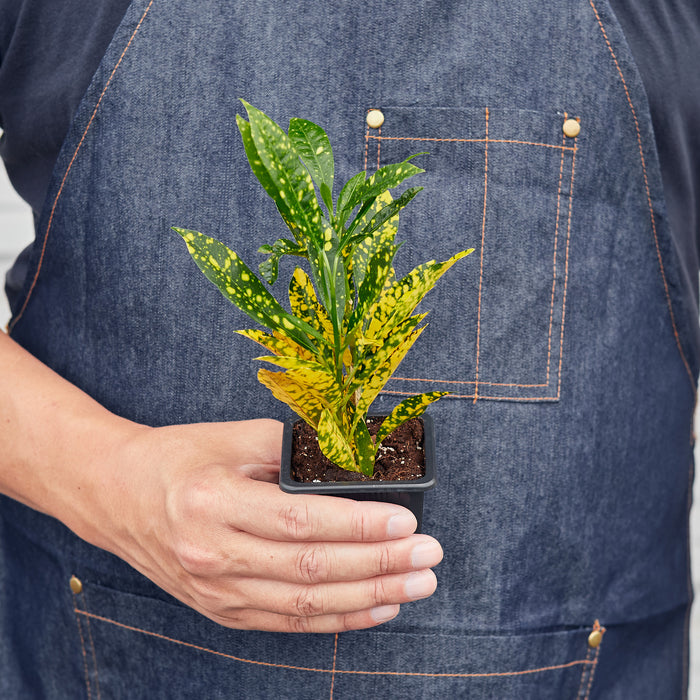gold dust indoor plant Croton 'Gold Dust' | Indoor Plant | Tropical Plant | Potted Plant