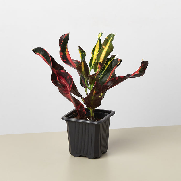 croton plant mammy Croton Mammy