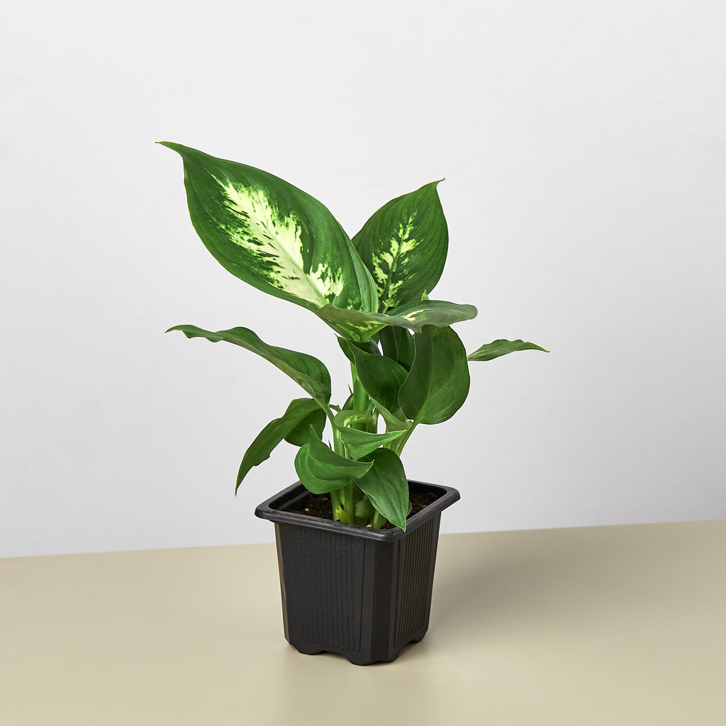 aglaonema camille Dieffenbachia Camille | Indoor Plant | Tropical Plant | Potted Plant