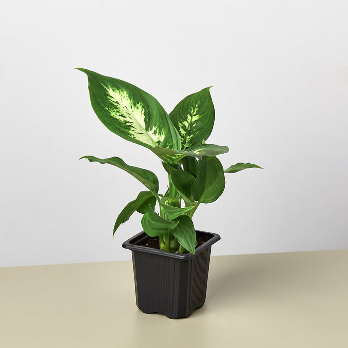 dieffenbachia indoor Dieffenbachia Camille | Indoor Plant | Tropical Plant | Potted Plant