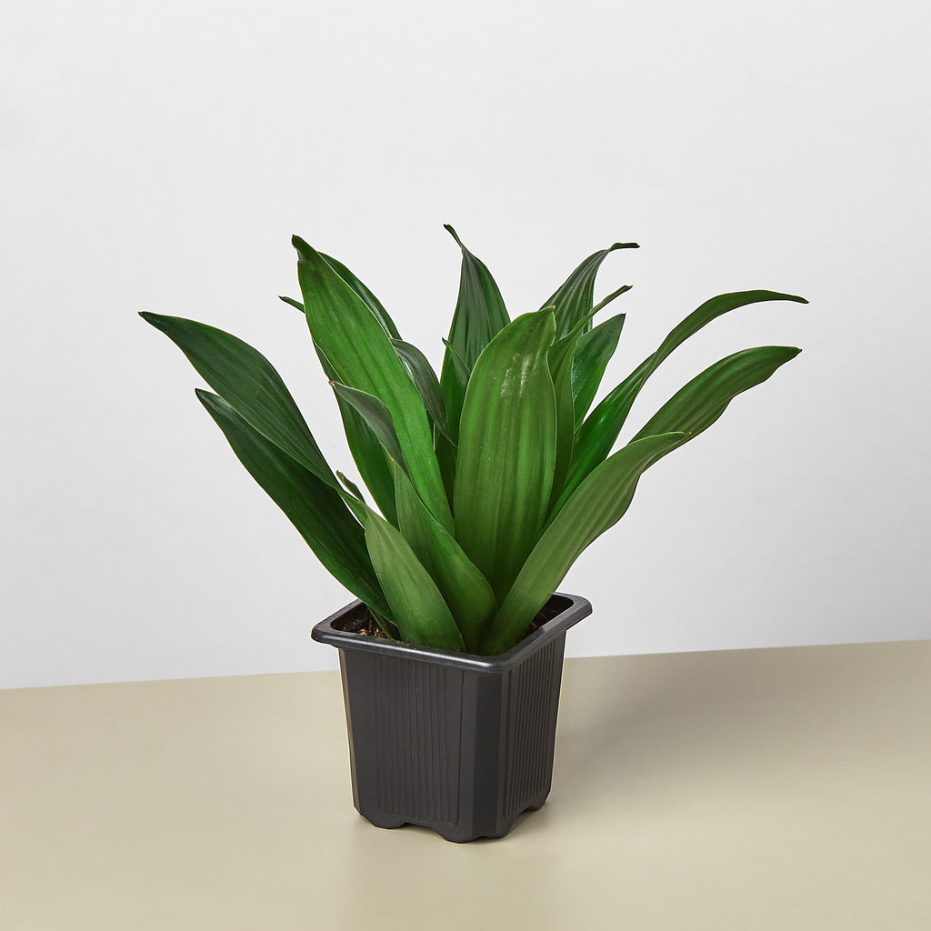 dracaena janet craig indoor plant Dracaena 'Janet Craig' | Indoor Plant | Tropical Plant | Potted Plant