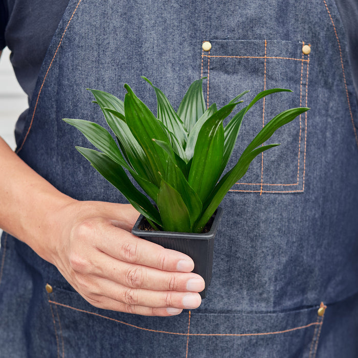 dracaena janet craig wikipedia Dracaena 'Janet Craig' | Indoor Plant | Tropical Plant | Potted Plant