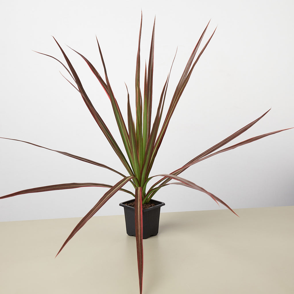 Dracaena 'Colorama' | Indoor Plant | Tropical Plant | Potted Plant