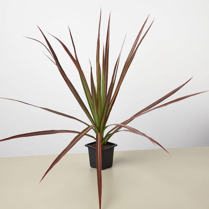 dracaena rubra Dracaena 'Colorama' | Indoor Plant | Tropical Plant | Potted Plant