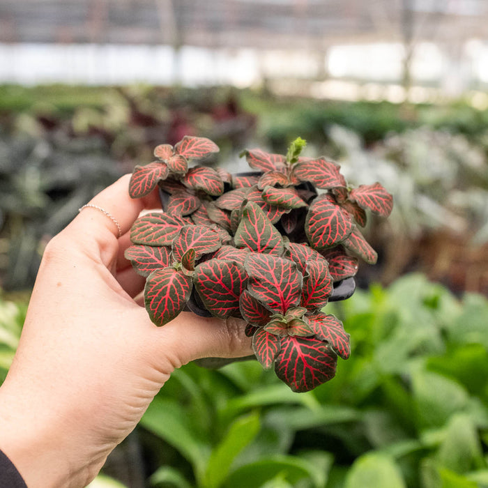 red and green leafy indoor plant Fittonia 'Red'