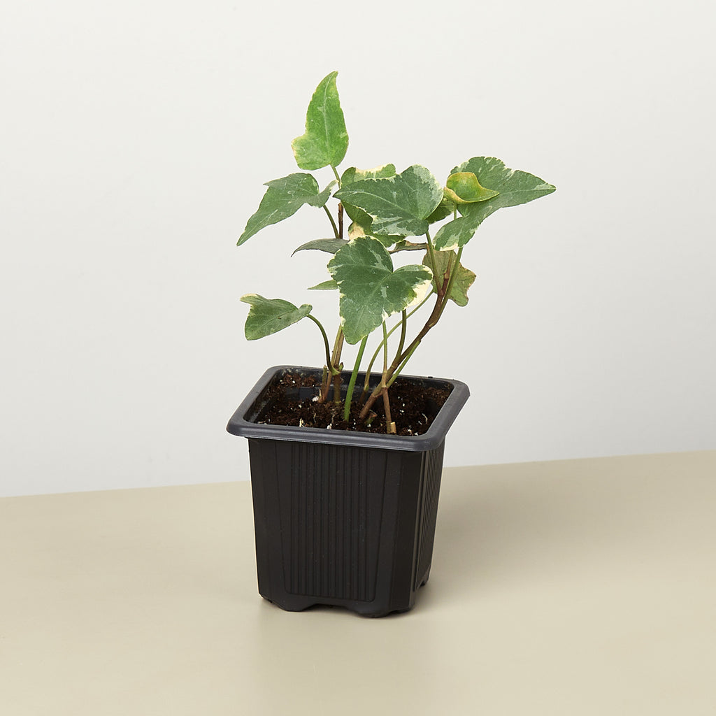 buy ivy plants English Ivy 'Glacier' | Indoor Plant | Tropical Plant | Potted Plant