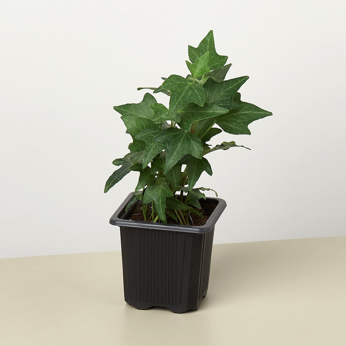 ivy house plants for sale English Ivy 'Green California' | Indoor Plant | Tropical Plant | Potted Plant