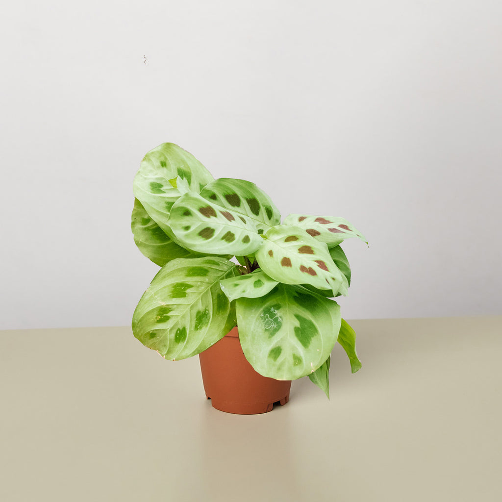 maranta leuconeura indoor plants Maranta Leuconeura | Indoor Plant | Tropical Plant | Potted Plant