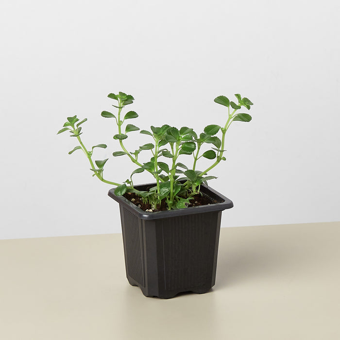 baby pot plant Nettle 'Baby's Tear' | Indoor Plant | Tropical Plant | Potted Plant