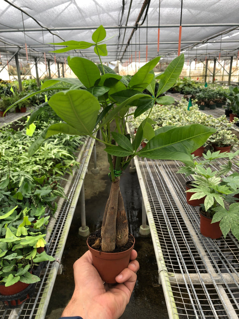 Money Tree 'Guiana Chestnut' Pachira Braid | Indoor Plant | Tropical Plant  | Potted Plant