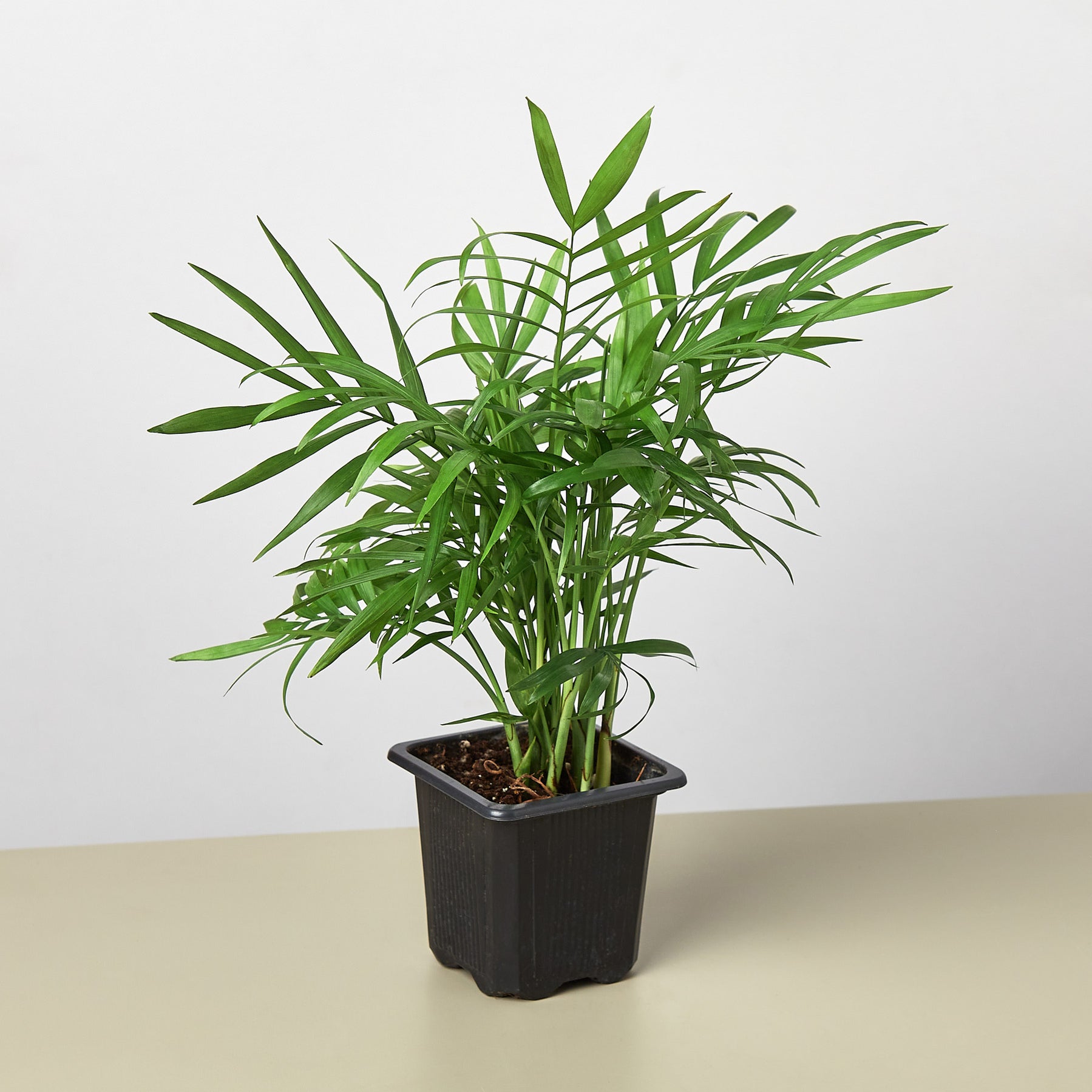 Parlor Palm | Indoor Plant | Tropical Plant | Chamaedorea elegans ...