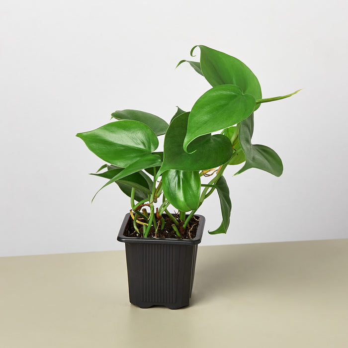 heart leaf philodendron buy Philodendron Cordatum 'Heartleaf' | Indoor Plant | Tropical Plant | Potted Plant