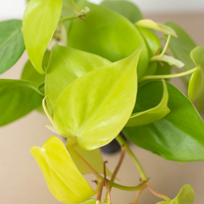 philodendron cordatum lime gold Philodendron Cordatum 'Neon' | Indoor Plant | Tropical Plant | Potted Plant
