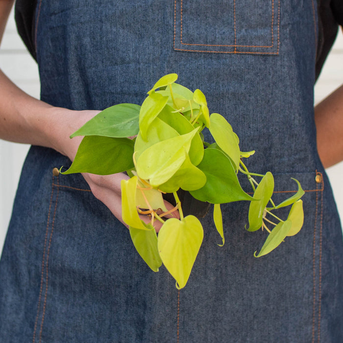 neon philodendron cordatum Philodendron Cordatum 'Neon'