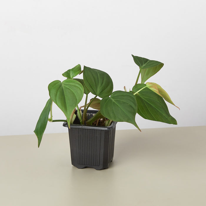velvet philodendron for sale Philodendron 'Velvet'