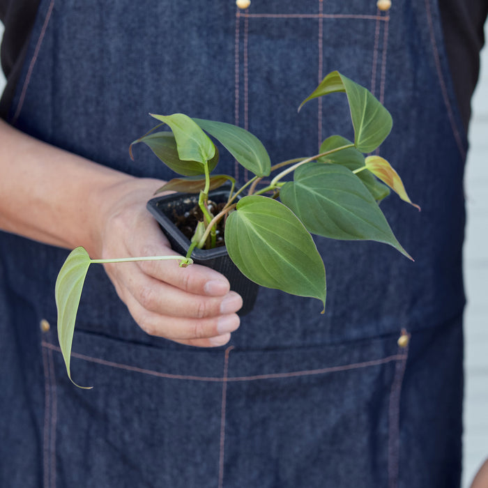 velvet leaf pothos Philodendron 'Velvet' | Indoor Plant | Tropical Plant | Potted Plant
