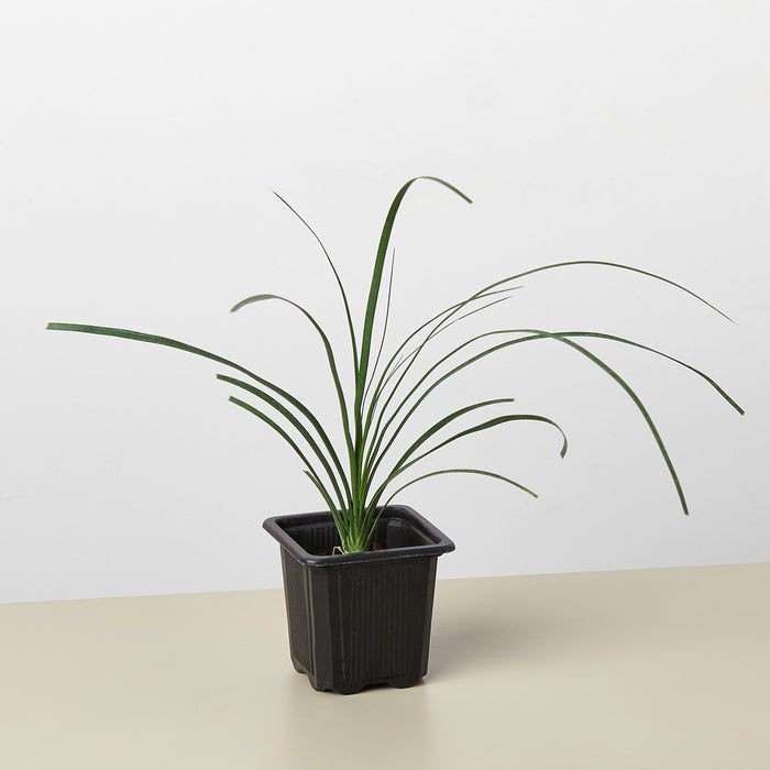 beaucarnea recurvata exotic tropical ponytail palm tree house plant Palm Ponytail | Indoor Plant | Tropical Plant | Potted Plant
