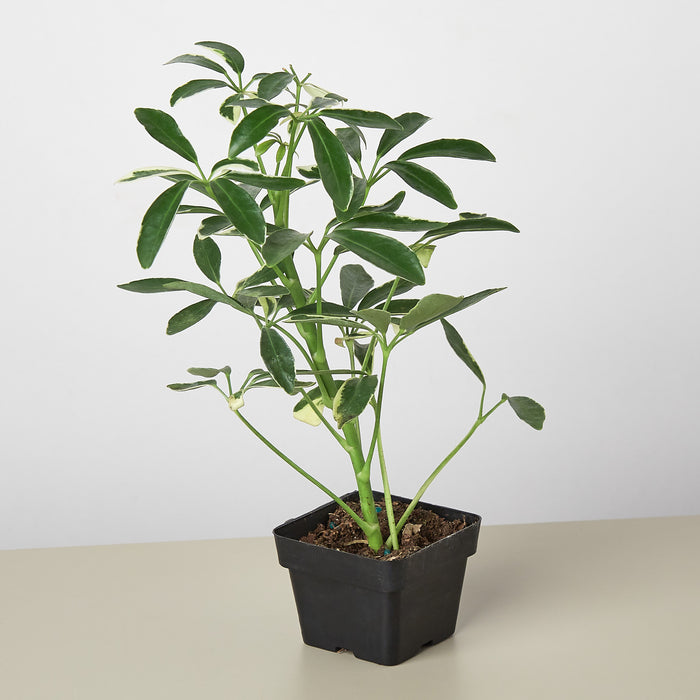 dracaena ficus schefflera Schefflera 'Moonlight' | Indoor Plant | Tropical Plant | Potted Plant