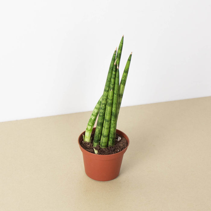 pencil snake plant Snake Plant 'Cylindrica'