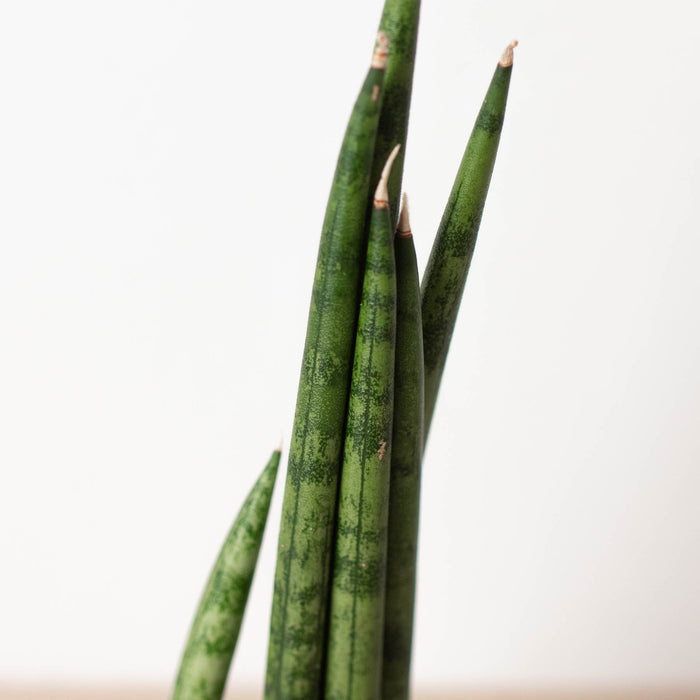 23 types of snake plants Snake Plant 'Cylindrica'