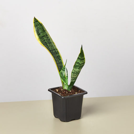 real snake plants for sale Snake Plant 'Laurentii' | Indoor Plant | Tropical Plant | Potted Plant