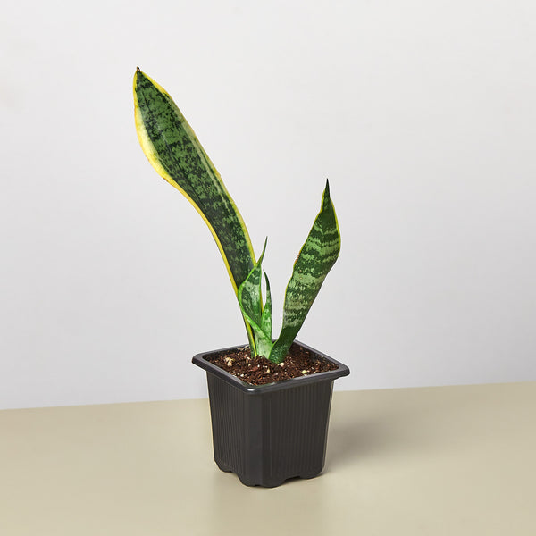 Snake Plant 'Laurentii' | Indoor Plant | Tropical Plant | Potted Plant