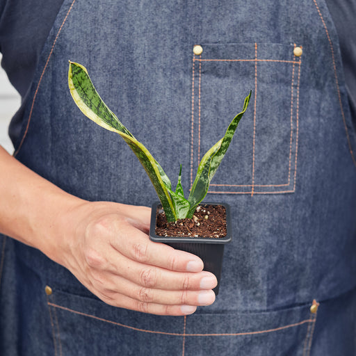 big snake plant for sale Snake Plant 'Laurentii' | Indoor Plant | Tropical Plant | Potted Plant