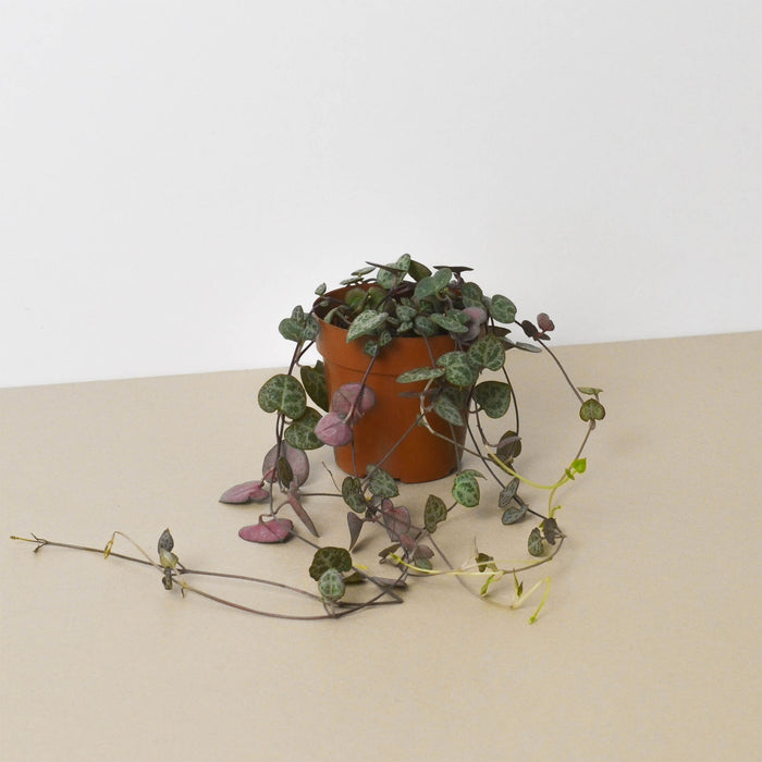 twig like succulent Succulent 'String of Hearts' | Indoor Plant | Tropical Plant | Potted Plant