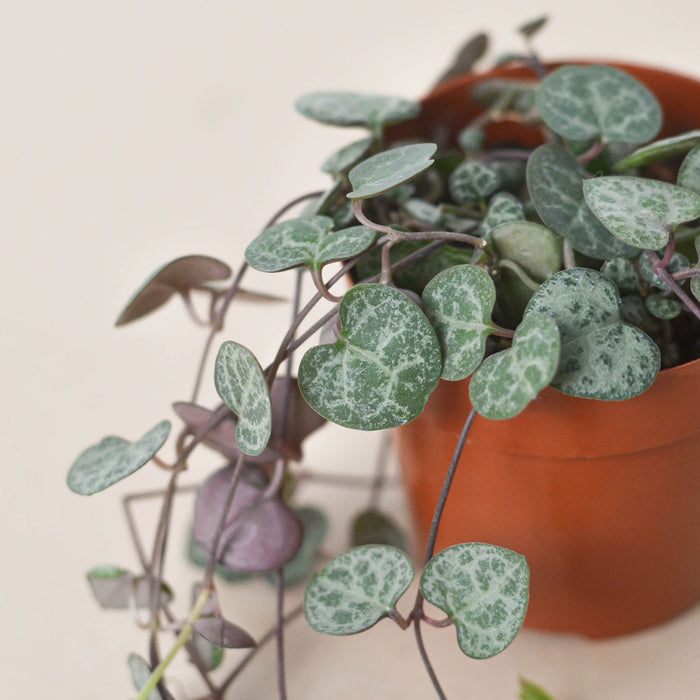 stringy indoor plant Succulent 'String of Hearts' | Indoor Plant | Tropical Plant | Potted Plant
