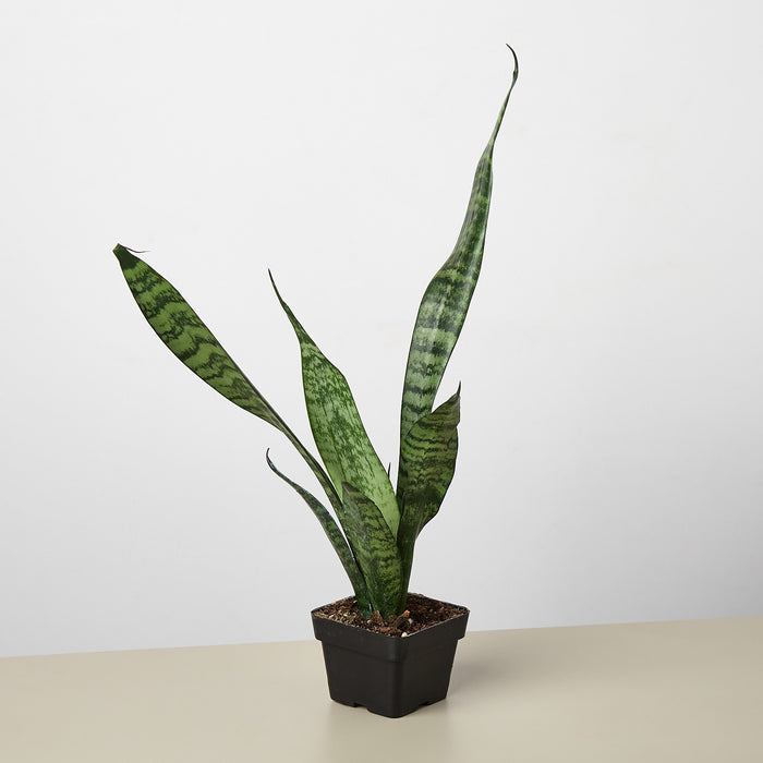clone snake plant Snake Plant 'Zeylanica' | Indoor Plant | Tropical Plant | Potted Plant