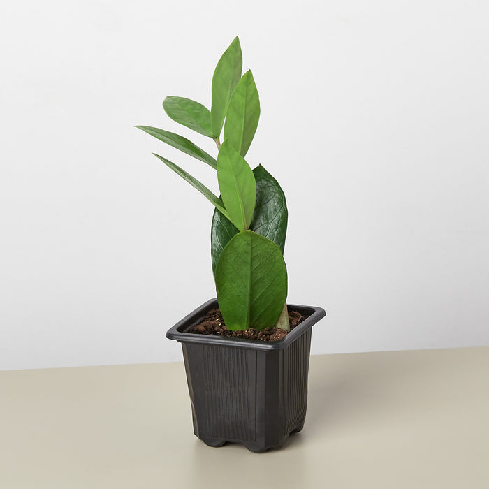zz plant online Zamioculcas Zamiifolia 'ZZ' | Indoor Plant | Tropical Plant | Potted Plant
