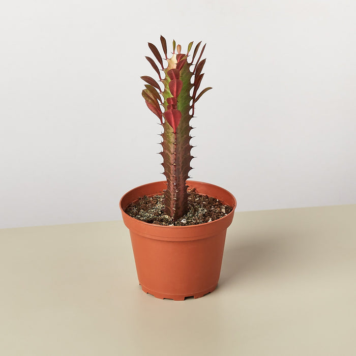 euphorbia trigona succulent Succulent Euphorbia 'Trigona Rubra'
