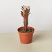 Succulent Euphorbia 'Trigona Rubra' - House Plant Shop