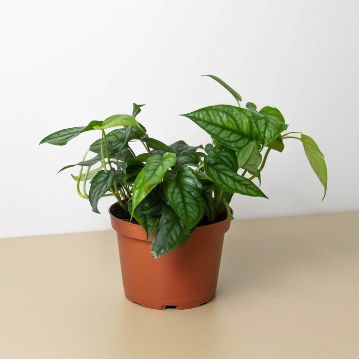 caring for an monstera siltepecana Monstera 'Siltepecana' | Indoor Plant | Tropical Plant | Potted Plant