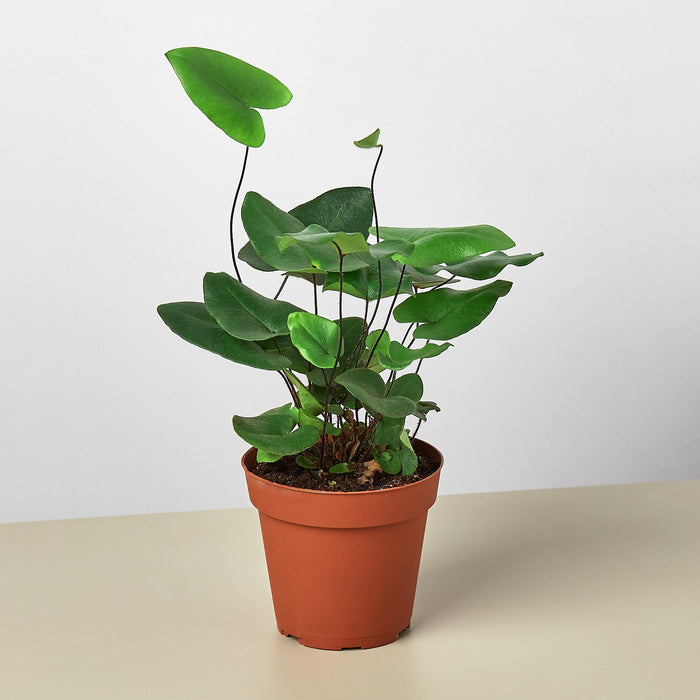 indoor heart plant Fern 'Heart' | Indoor Plant | Tropical Plant | Potted Plant